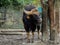 Close up of Male Gaur