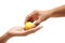 Close up male giving female lemon from hands to hands on white background.