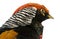 Close up of Male Golden Pheasant or `Chinese Pheasant `, Chrysolophus pictus