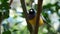 Close up of a male gouldian finch