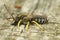 Close up of a male  great banded furrow bee, Halictus scabiosae