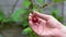 Close-up, male hand rips ripe cherry from a branch, copy space, 4K