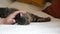 Close up of a male hand stroking tabby gray cat. Home comfort. Man stroking cute cat on the head, which lies on the bed