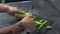Close up of male hands with beautiful tattoos peeling cucumber for salad while standing in a kitchen
