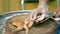 Close up Male Hands Chop Crispy Grilled Chicken on a wooden cutting board