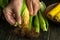 Close-up of male hands cleaning head of corn from green husk before cooking