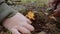 Close-up, male hands cut chanterelles with knife. Child helps to get mushrooms.