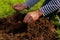 Close up of male hands enriching soil near just planted tree