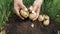 Close up of male hands farmer digs up potatoes from fertile garden soil
