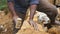 Close up of male hands of indian stone worker hits a stone with sledgehammer for construction flowerbed. Arms of