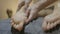 Close up of a male hands massaging the toes and the foot of a skinny white woman in a relaxing spa center -