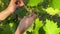 Close-up of male hands tying up grape vine with organic rope outdoors