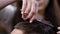 Close up of male head and hands of female hairstylist cutting hair ends of client using comb and sharp professional