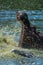 Close-up of male hippo splashing in water