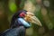 Close-up of the male Hornbill, Borneo