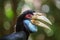 Close-up of the male Hornbill, Borneo