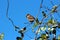 Close Up of a Male House Sparrow Sitting on a Honeysuckle Vine