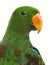 Close-up of a Male Hybrid Eclectus parrot (7 months old) isolate