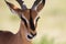 Close up of a male Impala