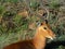 Close up of Male impala looking at camera