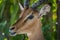 Close-up of male impala with mouth open