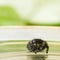 Close up of male jumping spider