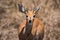 Close up of male Kirk`s dikdik in Kruger National Park, South Africa