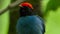 Close up of Male Lance-tailed manakin standing in tropical jungle