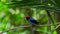 Close up of Male Lance-tailed manakin standing in tropical jungle
