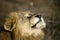 Close up of a male lion facing setting sun