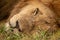 Close-up of male lion half-asleep on grass