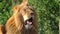 Close-up of male lion lying on a branch