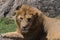 Close up of male lion with many scars