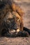 Close-up of male lion with muddy paws