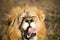 Close up of a male lion in setting sun with tongue out