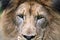 Close-up on the Male Lions (Panthera leo) face