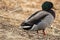 The Close Up of a Male Mallard Duck