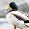 Close-up male Mallard Duck