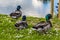 A close up of male Mallard ducks amongst a field of daisies beside a lake in Warwickshire, UK