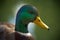 Close-up of male mallard head and body