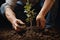 Close-up male man farmer worker gloved hands planting seeds touching soil ground gardening growth green vegetable tree