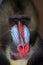 Close up of male Mandrill