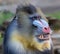 Close-up of a male Mandrill
