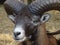 Close up of male mouflon with horns large front view