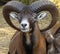 Close up of male mouflon with horns large front view