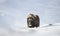 Close up of a male Musk Ox standing in snow