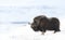 Close up of a male Musk Ox standing in snow