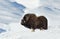 Close up of a male Musk Ox standing in snowy mountains