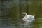 Close-up Male Mute Swan Busking