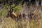 Close up of Male Nyala Antelope in Dense Bushy Vegetation